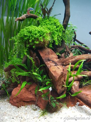 Подводный Романтик. Мой аквариум Fluval Roma 120 литров (Zlatka)