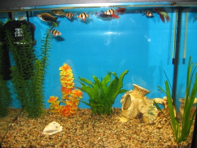 Мой аквариум 30 литров (Елена)
