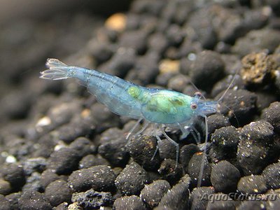 Фото Креветка неоновая голубая Neocaridina heteropoda Blue neon  (photo#122317)