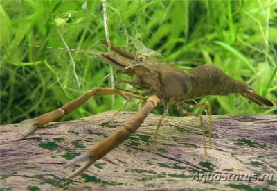 Фото Креветка Палемон крупнопалый Leander serrifer macrodactylus  (photo#122321)