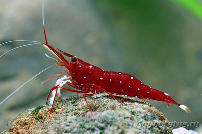 Фото Креветка сулавесская пчелка Caridina dennerli  (photo#122328)