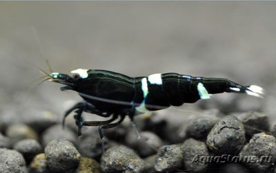 Фото Креветка Кинг-Конг,черная пчела Caridina cantonensis sp.King-Kong  (photo#122329)