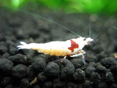 Фото Креветка красный кристалл Мосура Neocaridina Crystal Red Mosura  (photo#122330)