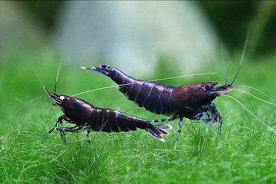 Фото Креветка чёрный бриллиант Black Diamond Neocaridina  (photo#122341)