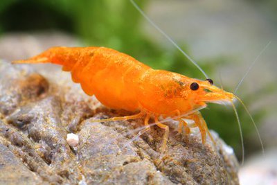 Фото Креветка Оранжевая Сакура Caridina sp. Orange sakura  (photo#122342)