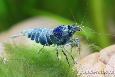 Фото Креветка-голубой язык Caridina cf. cantonensis Blue bolt  (photo#122343)