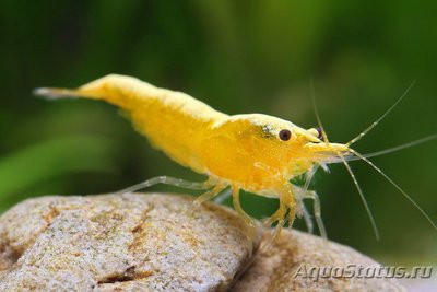 Креветка неоновая желтая (Neocaridina Yellow neon)