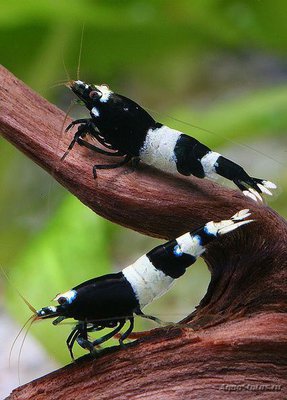 Фото Креветка черная панда Caridina sp.Panda Shrimp (photo#122376)