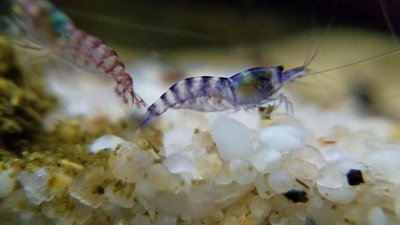 Фото Креветка пурпурная зебра Purple Zebra Shrimp, Potamalpheops sp.  (photo#122377)