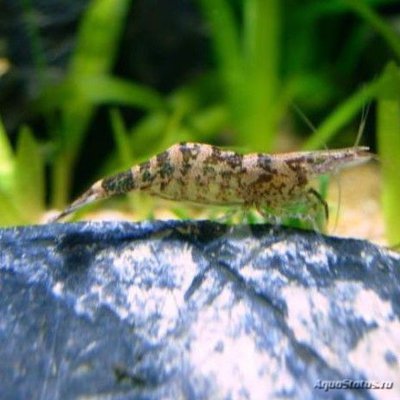 Фото Креветка европейская Caridina desmaresti  (photo#122378)