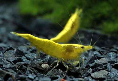 Фото Креветка желтая канарейка Neocaridina Davidi var. Yellow  (photo#122384)