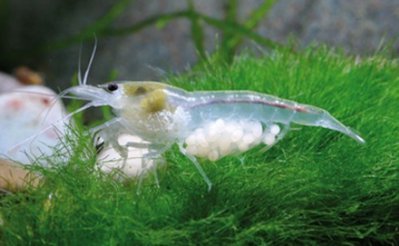 Фото Креветка белая жемчужина Neocaridina gjiajiensis var.White Pearl  (photo#122400)