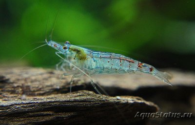 Фото Креветка жемчужина Neocaridina cf. zhangjiajiensis  (photo#122401)