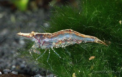 Фото Креветка карликовая шриланкийская Caridina Simoni Simoni  (photo#122405)