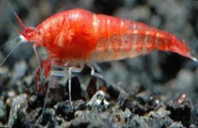 Фото Креветка гавайская красная Halocaridina rubra  (photo#122407)