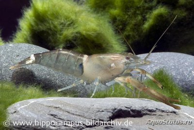 Фото Гималайская креветка Macrobrachium agwi  (photo#122486)