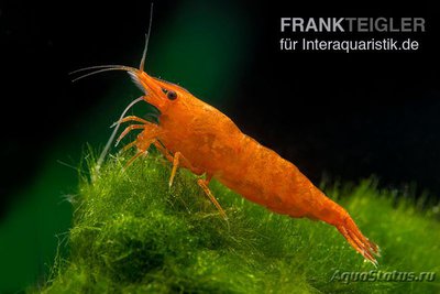 Фото Креветка кроваво-оранжевая , неокаридина давиди Bloody Orange - Neocaridina davidi   (photo#122509)