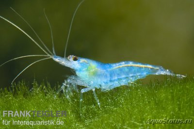 Креветка, неокаридина давиди ("Blue Jelly")