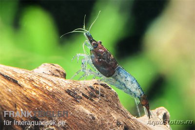 Фото Креветка Блю Рили, Неокаридина Давиди Blue Rili Shrimps  (photo#122532)