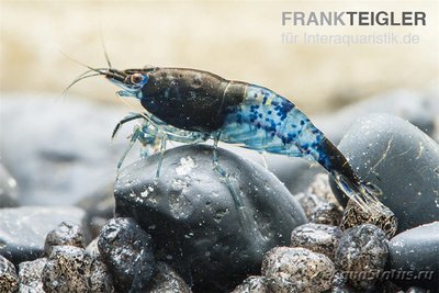 Фото Креветка Блю Рили, Неокаридина Давиди Blue Rili Shrimps  (photo#122533)