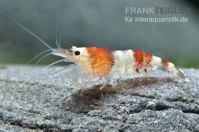 Фото Кристально красная креветка, Каридина Логеманни Красная Caridina logemanni  (photo#122535)