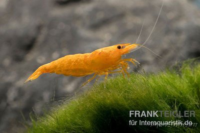 Фото Креветка Золотая пыль , Неокаридина Давиди Neocaridina DAVIDI - Golden Dust  (photo#122549)