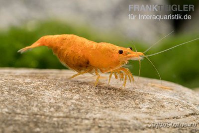 Фото Креветка Золотая пыль , Неокаридина Давиди Neocaridina DAVIDI - Golden Dust  (photo#122550)