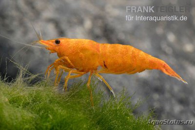 Фото Креветка Золотая пыль , Неокаридина Давиди Neocaridina DAVIDI - Golden Dust  (photo#122552)