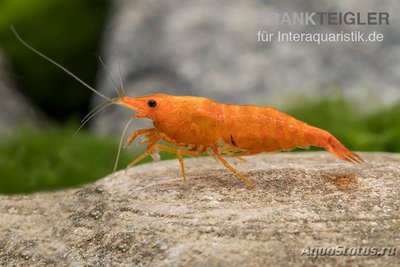 Фото Креветка Золотая пыль , Неокаридина Давиди Neocaridina DAVIDI - Golden Dust  (photo#122553)