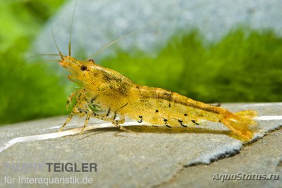 Золотая тигровая креветка / мандариновый тигр (Caridina cf. cantonensis/Тangerine Tiger)