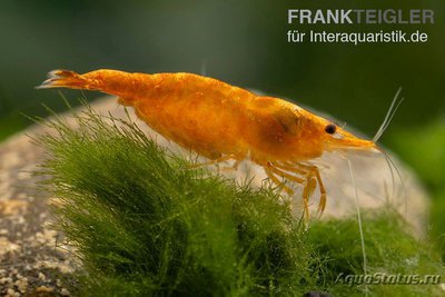 Фото Креветка Оранжевый Скунс Креветка Неока­ридина Давиди Orange Skunk Neocaridina davidi  (photo#122589)