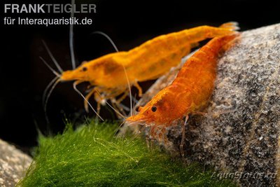 Фото Креветка Оранжевый Скунс Креветка Неока­ридина Давиди Orange Skunk Neocaridina davidi  (photo#122590)