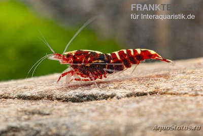 Фото Креветка Красная Галактика Креветочный микс Red Galaxy Caridina spec.  (photo#122596)