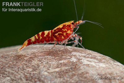 Креветка "Красная Галактика"/Креветочный микс (Red Galaxy/Caridina spec.)