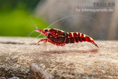 Фото Креветка Красная Галактика Креветочный микс Red Galaxy Caridina spec.  (photo#122598)