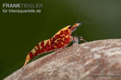 Фото Креветка Красная Галактика Креветочный микс Red Galaxy Caridina spec.  (photo#122599)