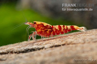 Фото Креветка Красная Галактика Креветочный микс Red Galaxy Caridina spec.  (photo#122600)