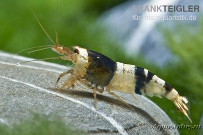 Фото Черная пчелиная креветка , Каридина Логеманни Caridina logemanni  (photo#122607)