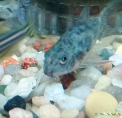 Коридорас крапчатый, сомик крапчатый (Corydoras paleatus)