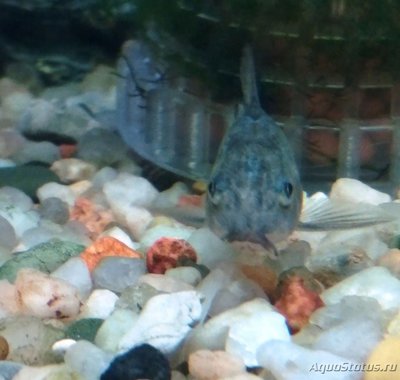 Коридорас крапчатый, сомик крапчатый (Corydoras paleatus)