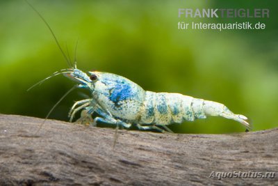 Креветка Синего Бол­та, Каридина Логеман­ни​ (Bee Blue Bolt Face)