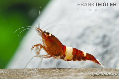 Фото Креветка красной па­нды Красное вино Кре­ветки, Каридина Логе­манни​ Caridina Red Wine Shrimp  (photo#122631)