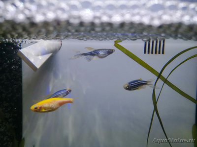 Фото Как узнать пол у рыбок? (photo#122634)