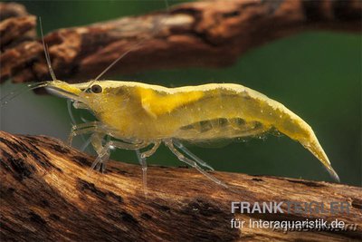 Фото Креветка желтая - огненная - неоновая Neocaridina davidi  (photo#122663)