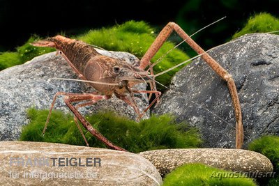 Фото Африканская речная креветка Macrobrachium vollehovenii  (photo#122665)