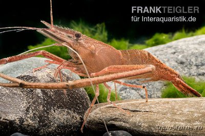 Фото Африканская речная креветка Macrobrachium vollehovenii  (photo#122666)