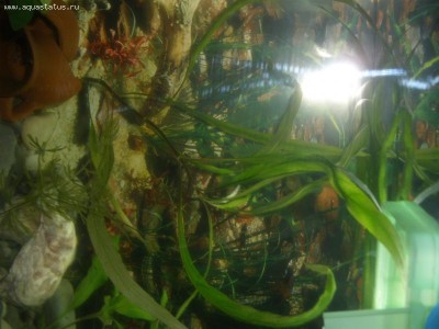 Фото Опознание аквариумных растений (photo#12267)