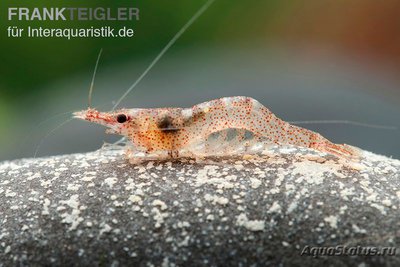 Фото  Африканская карликовая креветка Caridina gaesumi  (photo#122670)