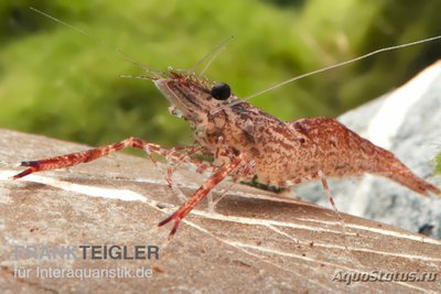 Фото Амазонская креветка Euryrhynchus amazoniensis  (photo#122675)