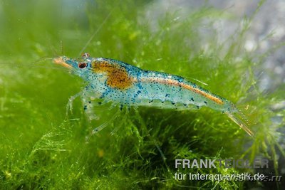 Фото Креветка, Неокаридина Давиди Аура Блю Neocaridina davidi Aura Blue  (photo#122678)